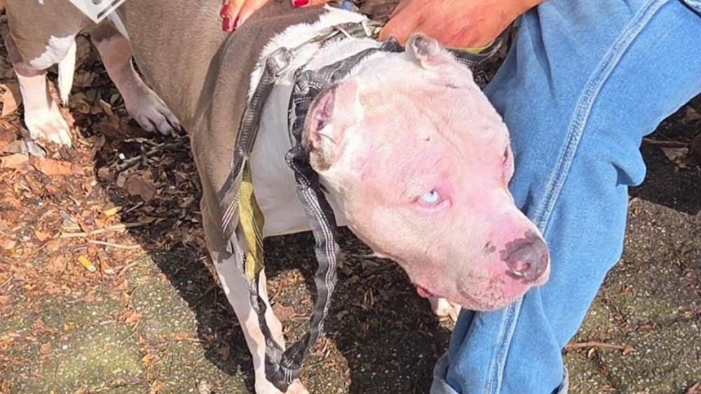 Police seize docked dog: serious jaw injuries to another dog after biting incident