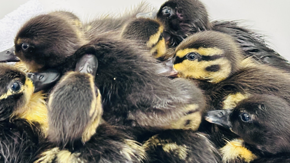 The sad side of spring: dozens of orphaned chicks brought to bird hospital