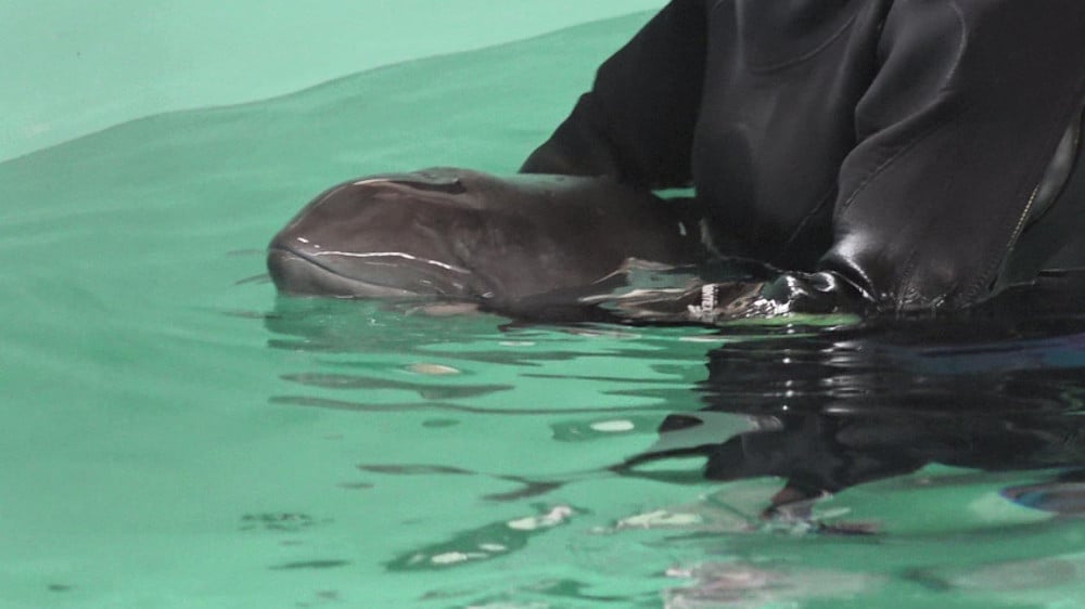 Twee gestrande bruinvissen herstellen, maar Coco vecht nog voor haar leven