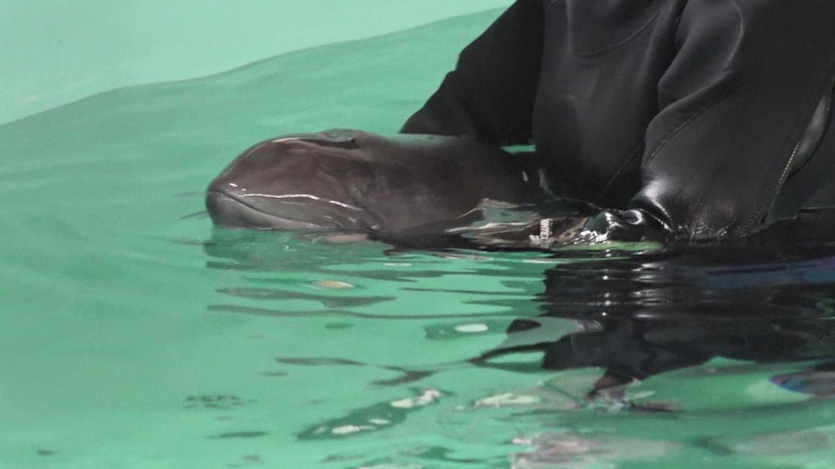 Gestrande bruinvissen Jantje en Roelof maken het goed, situatie Coco zorgelijk