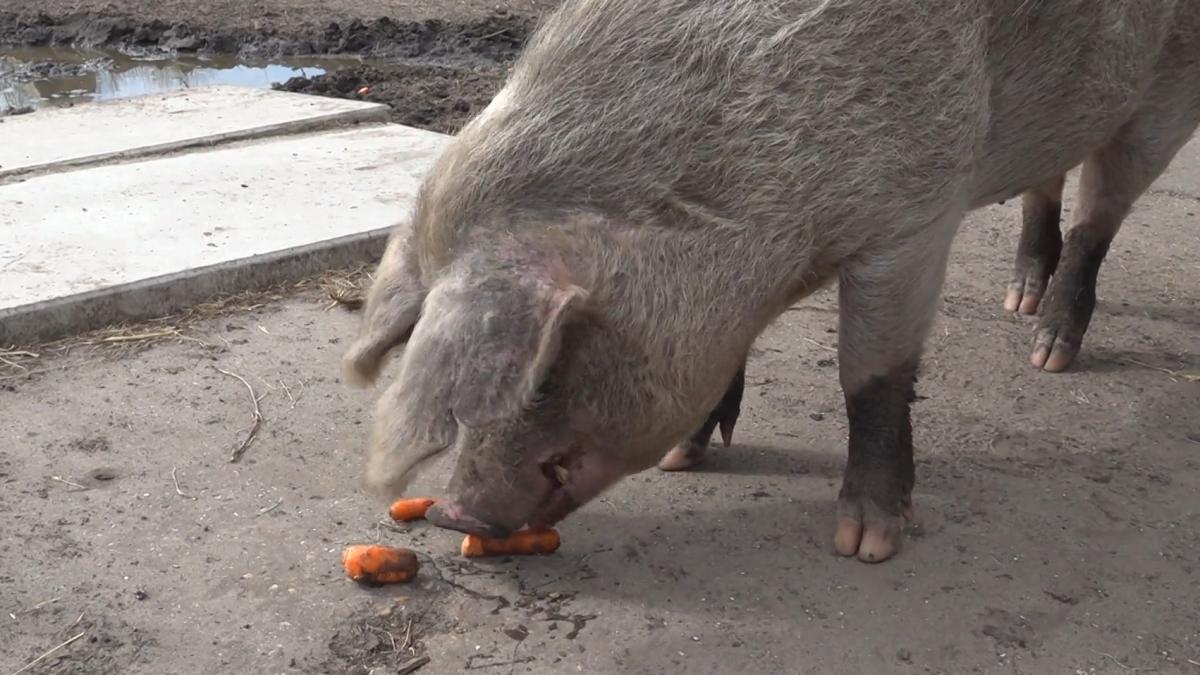 Dieren van de leg door zomertijd: 