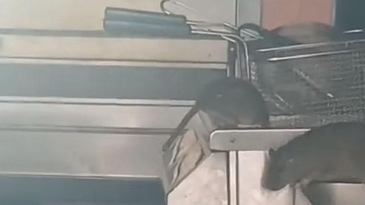 Voedselautoriteit sluit restaurant in Amsterdam vanwege rattenplaag