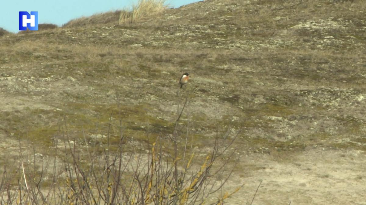 De duinen gaan weer aan de wandel bij Schoorl