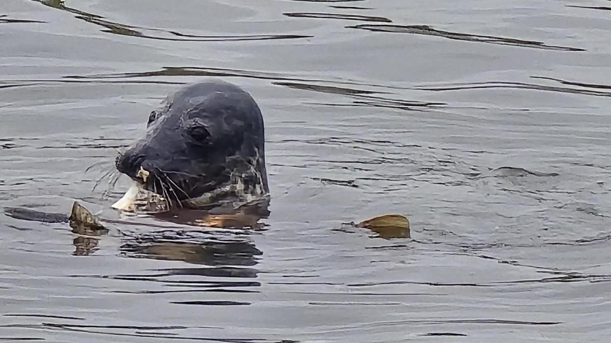 Mike spot zeehond in jachthaven van Andijk: 