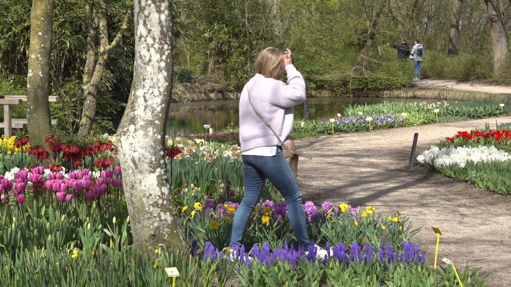 Bezoekers 'Klein Keukenhof' banjeren dwars door de tulpen, tot ergernis vrijwilligers