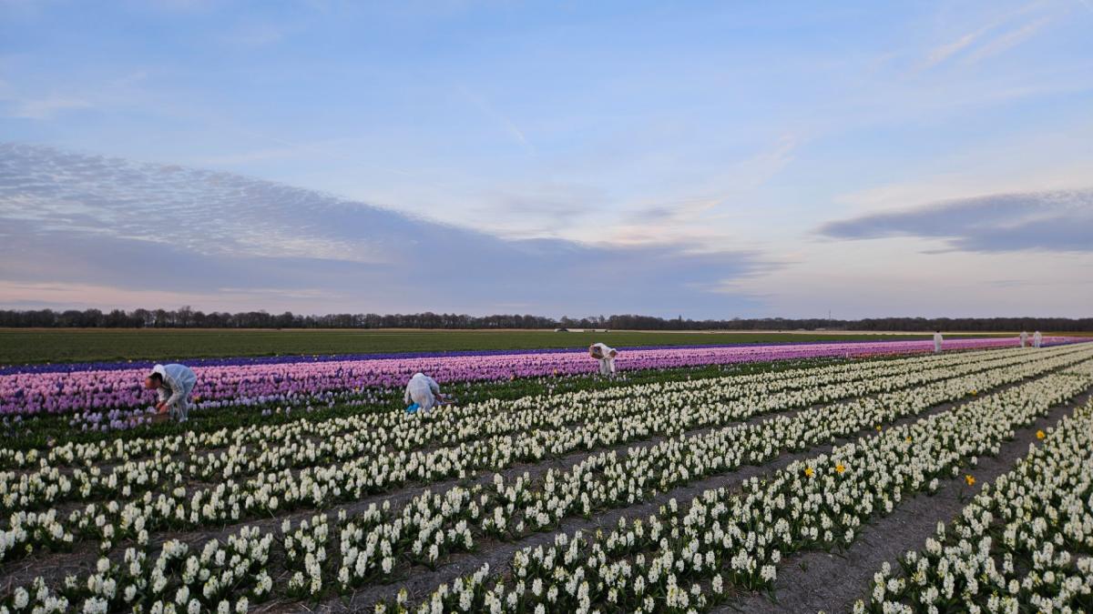 Vrijwilligers in maanpakken 'ritsen' hyacinten voor de Limmense Bloemendagen