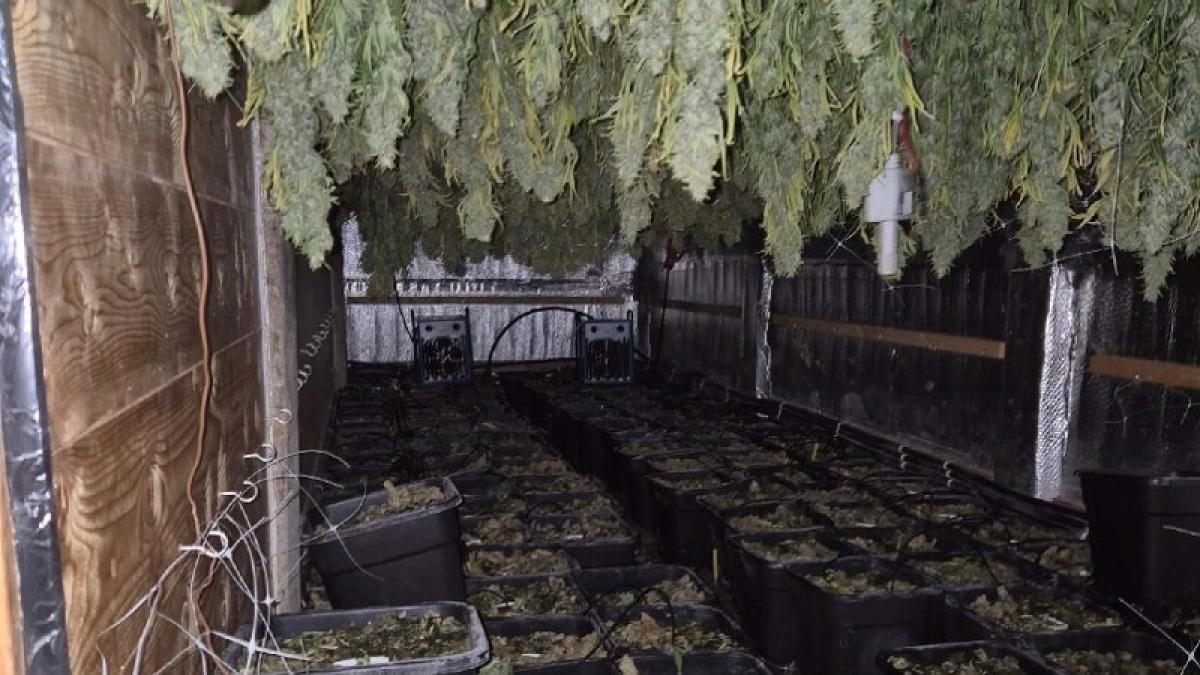 In Purmerend ontdekte hennepkwekerij blijkt ondergronds met 300 planten