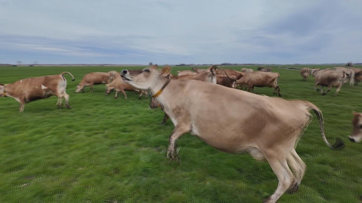 Bussen vol toeristen komen af op jaarlijkse 'koeiendans' in Katwoude