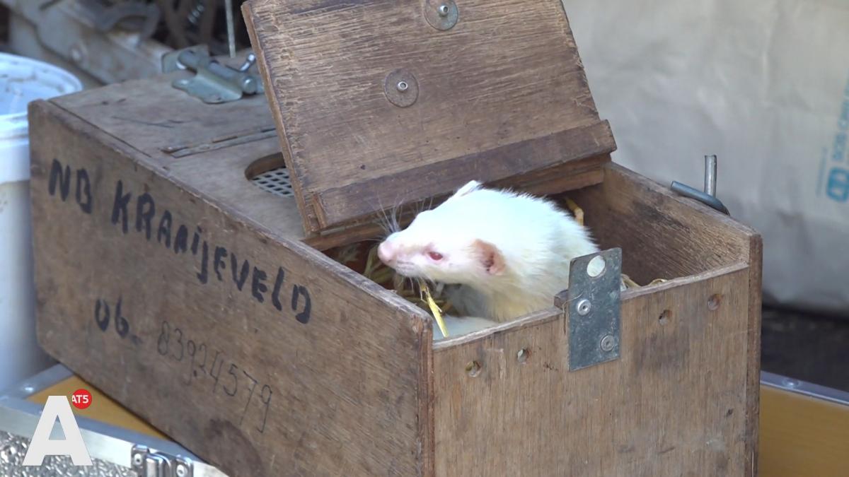 Zijn fretten de oplossing voor de rattenoverlast? 
