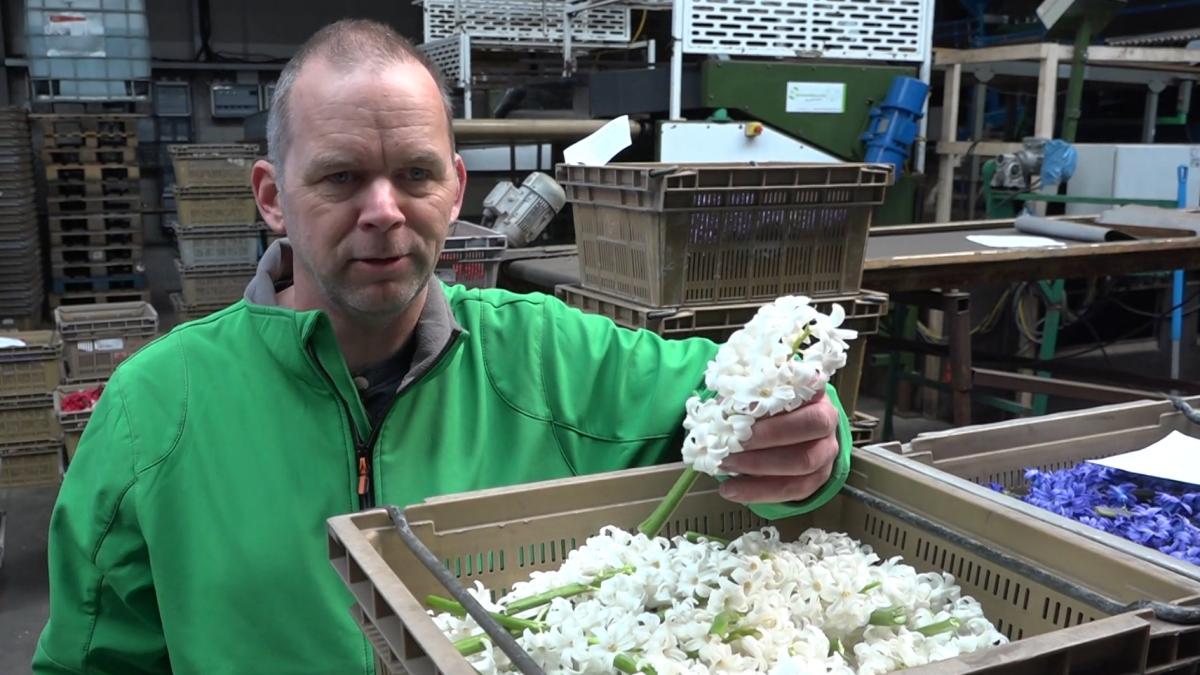Deelnemers Bloemendagen beginnen aan marathon bloemprikken: 