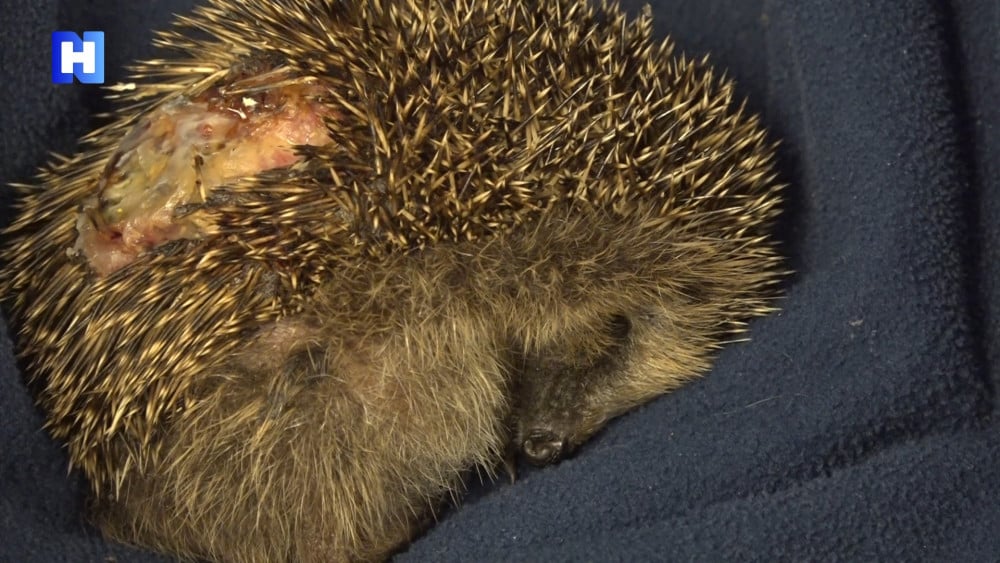 Egel zwaargewond nadat die op lijmplank tegen ongedierte vast kwam te zitten