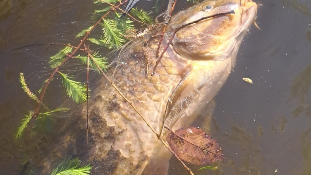 Oosterpark pond full of dead fish, likely due to broken pump