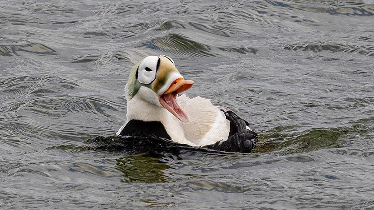 Brileider voorgoed op Texel: zeldzame eend keert opgezet terug in collectie Ecomare