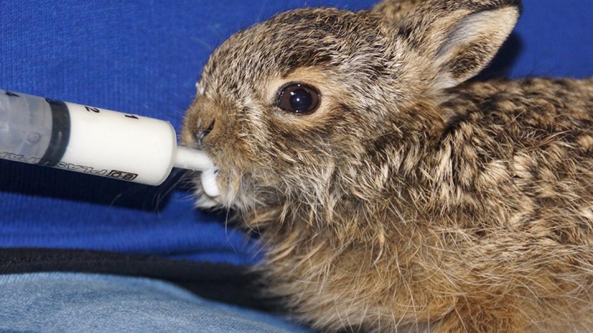 Ecomare roept op katten binnen te houden tijdens geboorteseizoen hazen