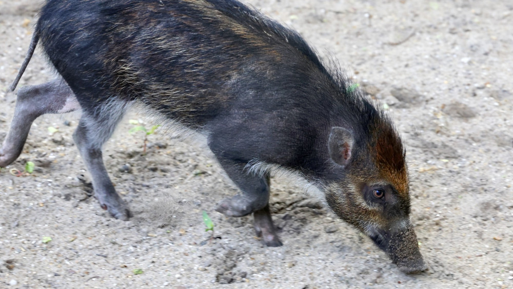 Only 200 left in the wild, but now also at Artis: four critically endangered Visayan warty pigs