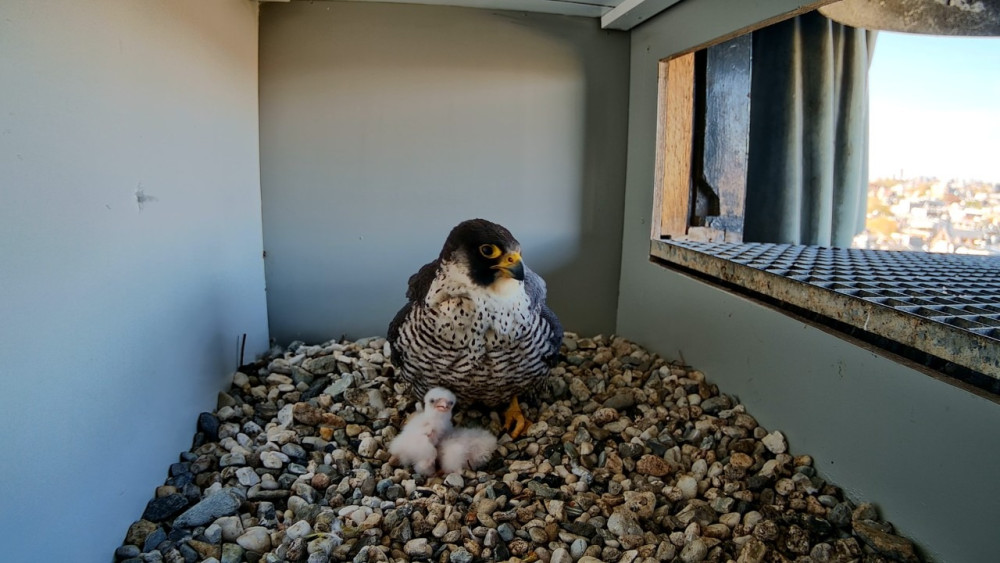 Peregrine falcon chicks in Rijksmuseum bell tower after years