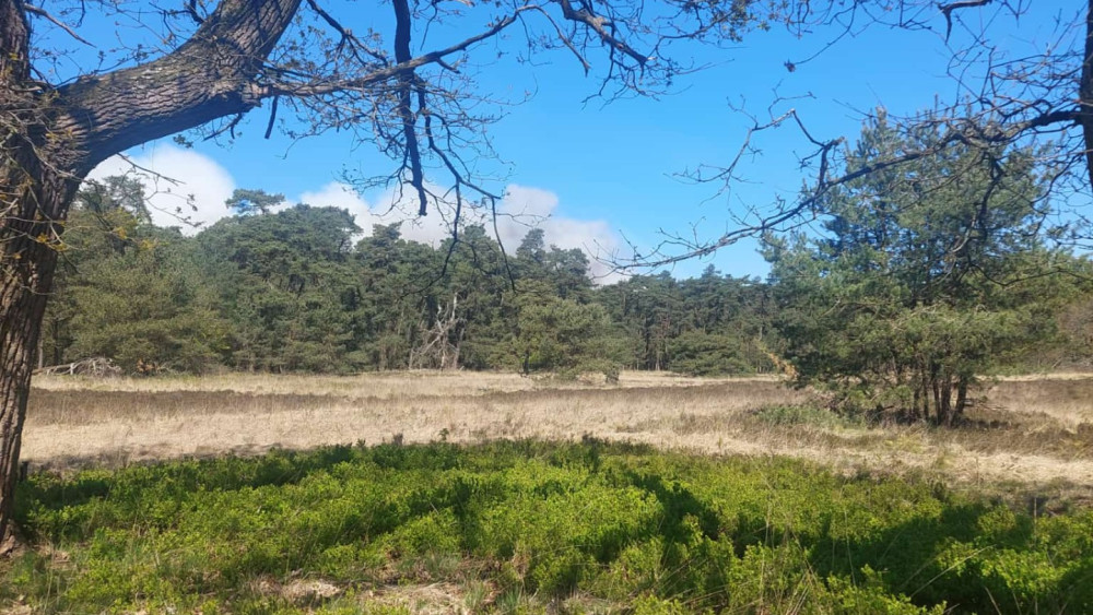 Hike ends early for two Haarlem residents due to wildfire