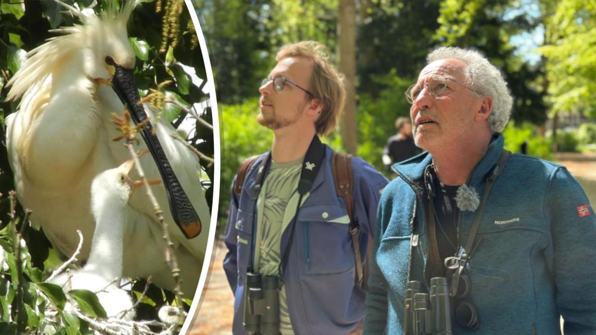 Steeds meer lepelaars broeden in Alkmaars park: "Wereldwijd uniek"