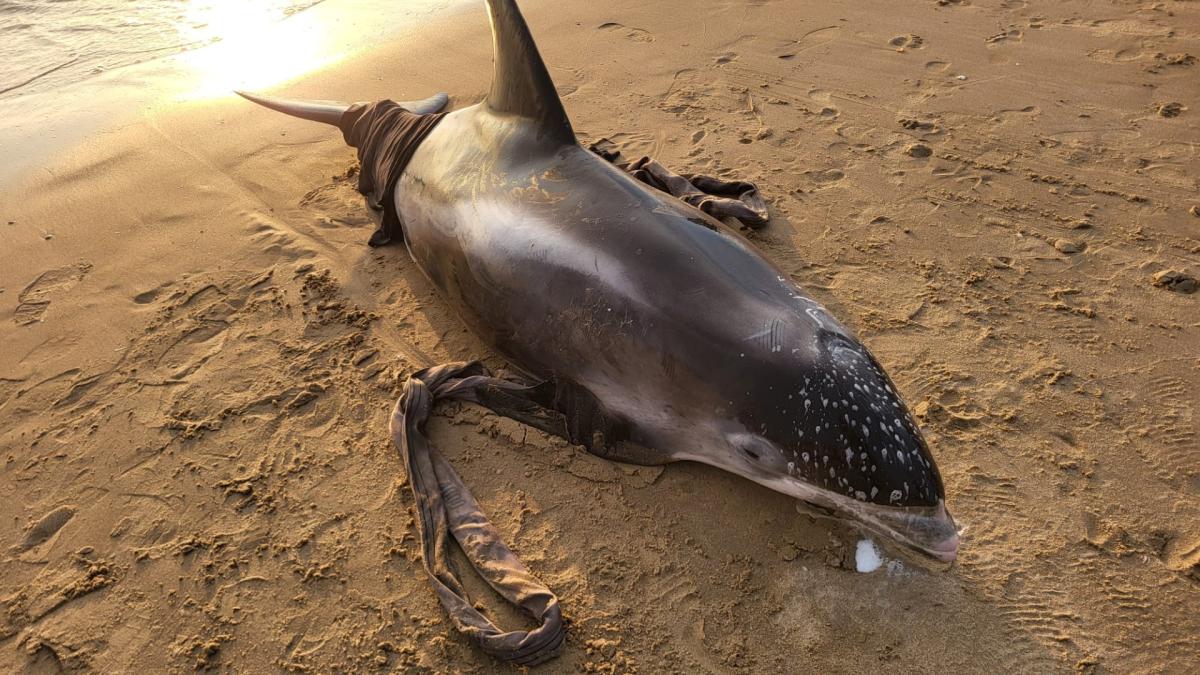 Omstanders proberen zeldzame witsnuitdolfijn te redden op het strand van Egmond: 