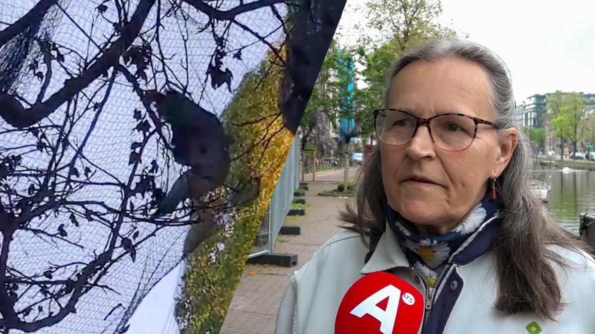 Vogels vast in netten bij Rijksmuseum: 