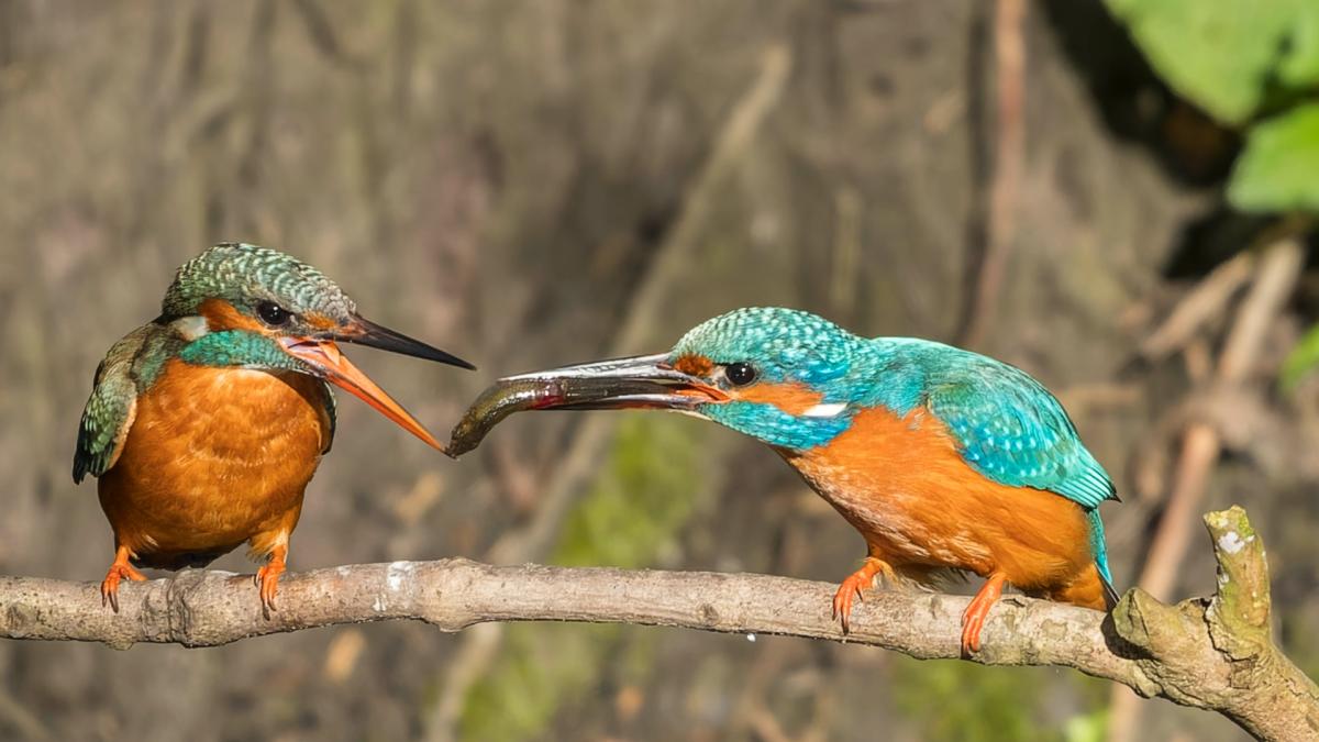 IJsvogelwebcam is een hit: duizenden mensen volgen liefdespaartje