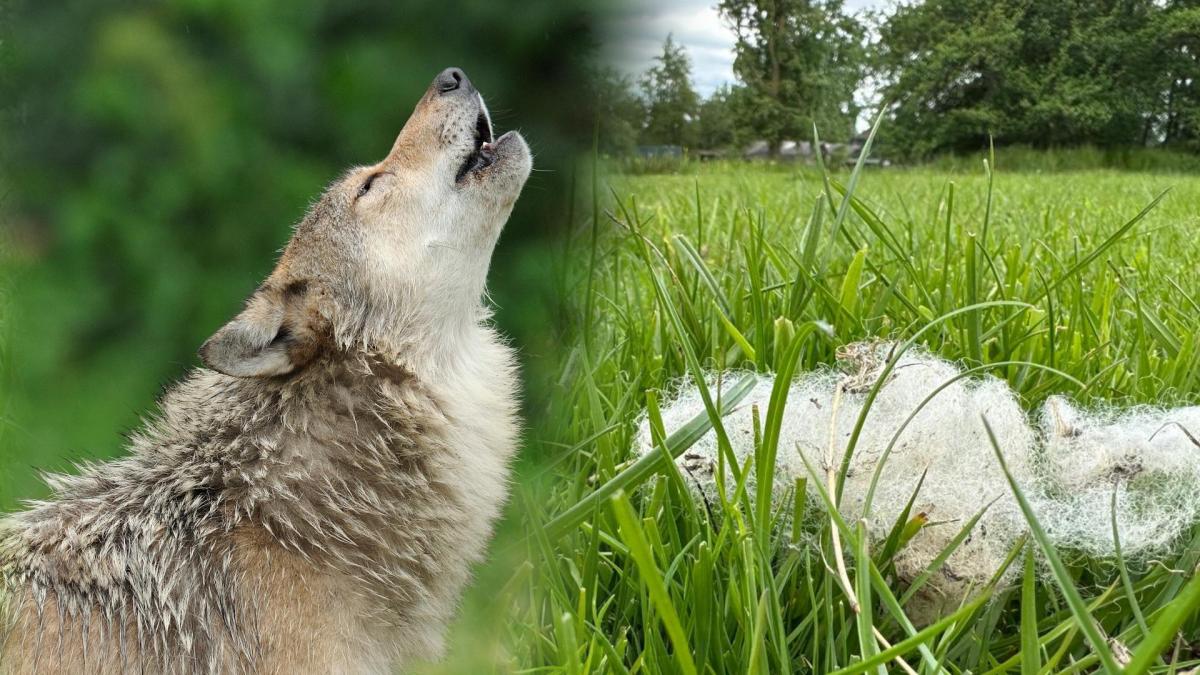 Mogelijke wolvenaanval in Loosdrecht, meerdere schapen gedood