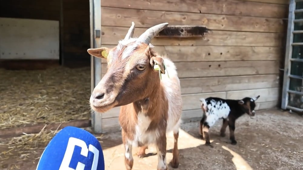 Hours-long search for 'missing baby goats' at petting zoo