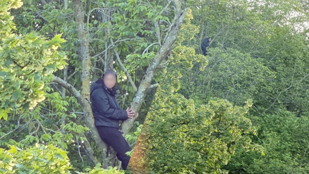 Not a cat, but a woman stuck high in tree; fire department responds