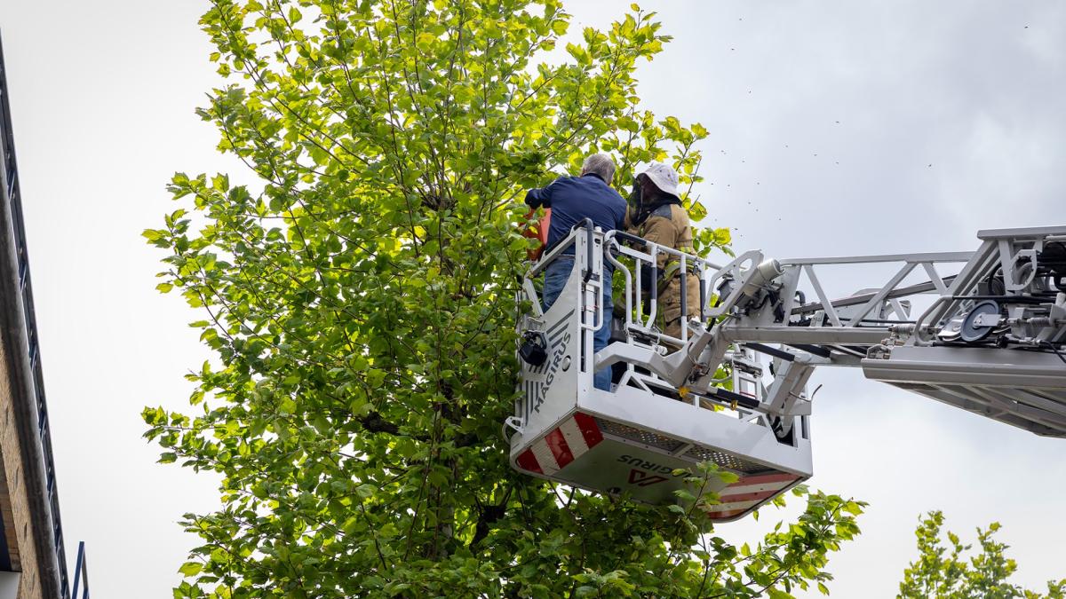 Bijen jagen winkelend publiek stuipen op het lijf
