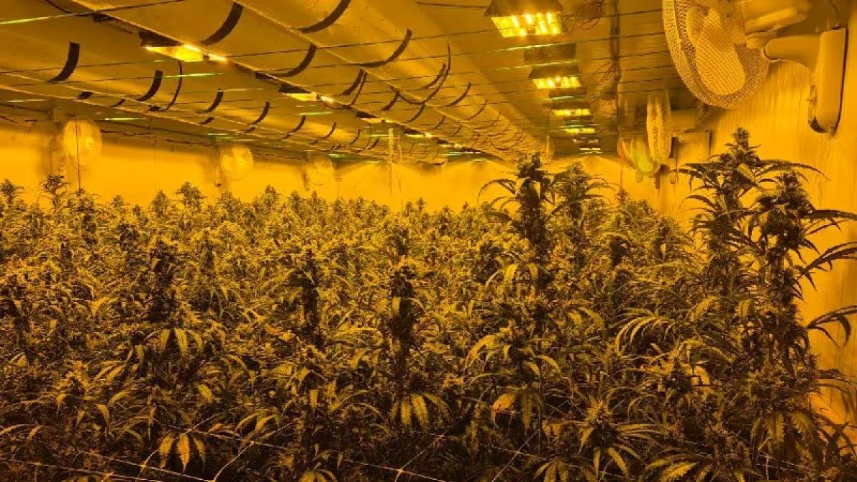 Wietplantage met 800 planten ontdekt in bedrijfspand Purmerend