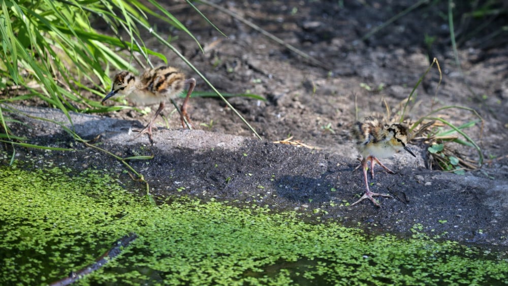 Dozens of endangered meadow birds hatch at Artis: A hopeful sight