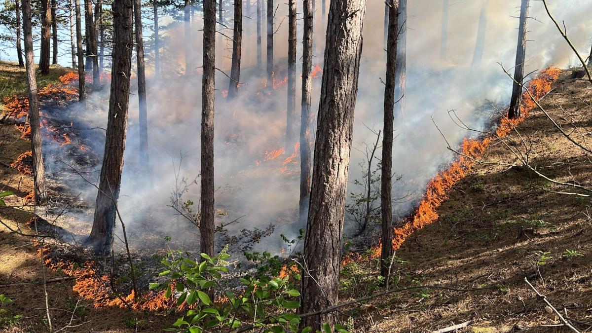 Bosbrand in Schoorl snel onder controle, stuk duingebied verbrand