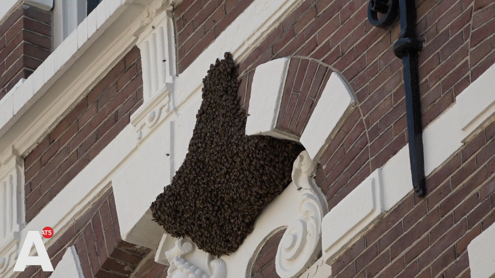 Bee colony visits university: "Incredible, you wouldn't believe it!"