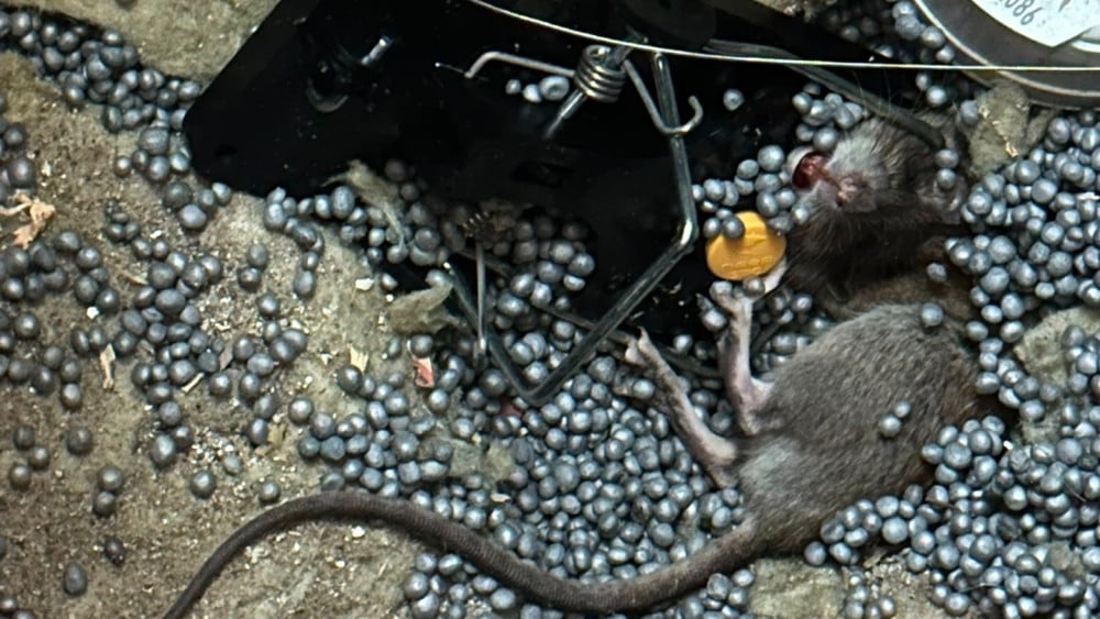 Neighborhood accuses Haarlem of 'lies and cover-up' over rat infestation