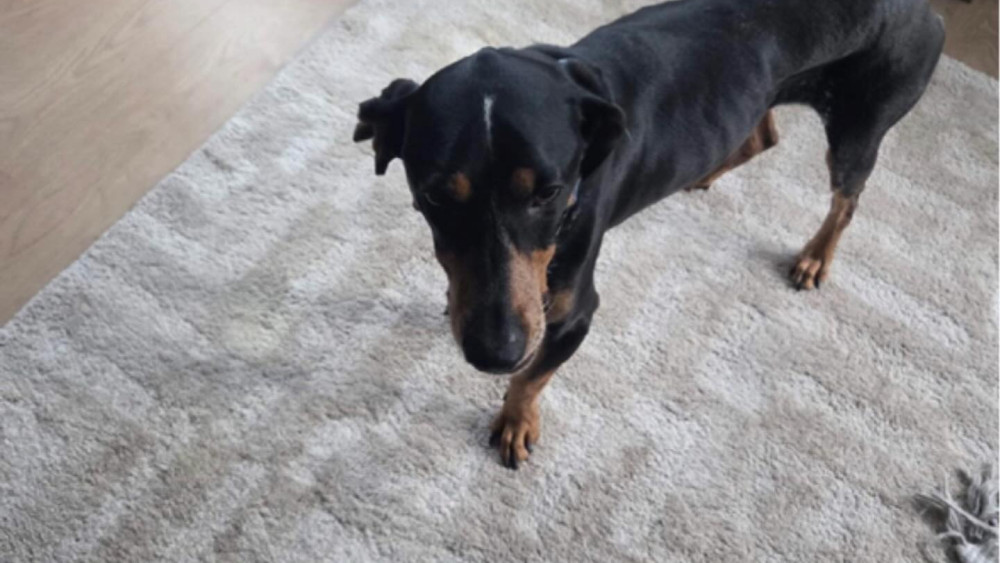 Bystanders raise alarm after seeing starving dog
