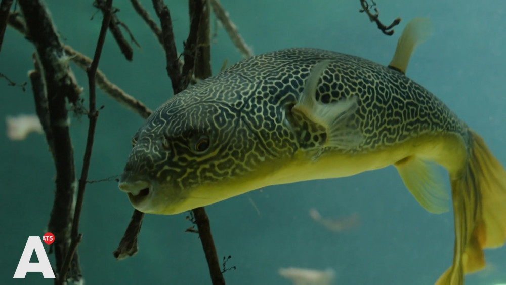 Renovated Artis aquarium reopens after five years