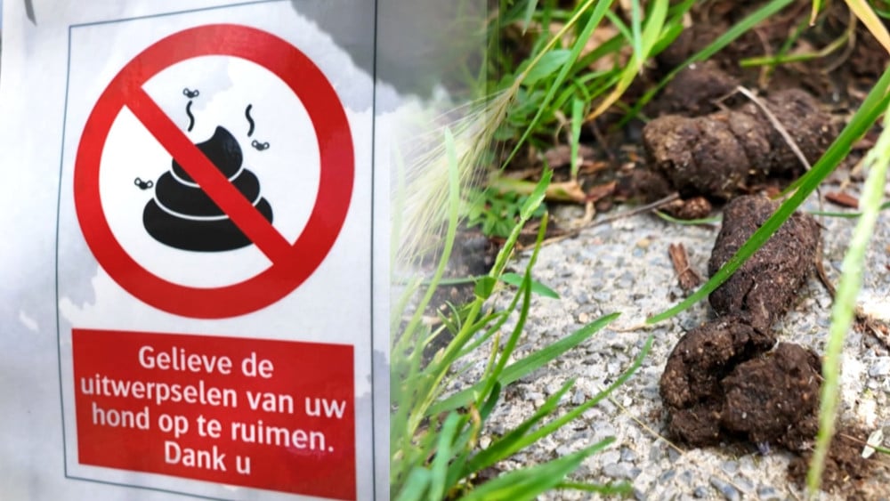 Poep aan je schoen? Chauffeurs leerlingenvervoer H