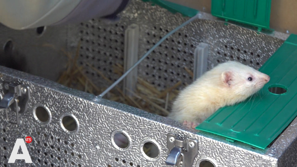 Alderman refuses to use ferrets against rats: "Less animal-friendly"