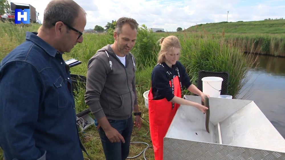 Jonge palingen zwemmen via 'vluchtstrook' van zout naar zoet water bij gemaal Nauerna Home