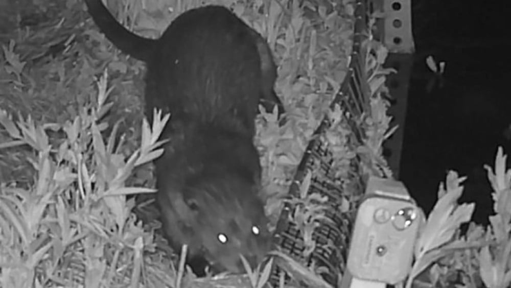 Otter spotted at Zeeburgereiland in Amsterdam, first in nearly 60 years