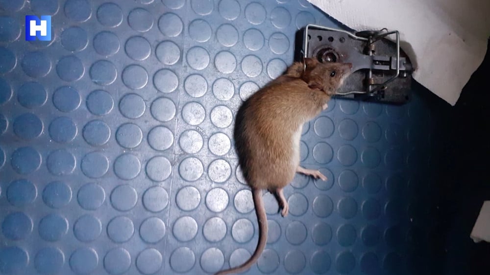 Eight rat nests under living room floor: Pests plague Haarlem neighborhood