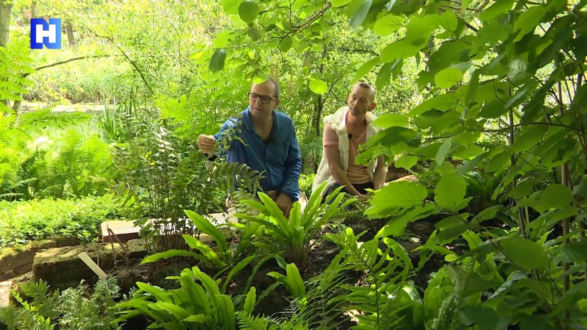 Hortus Alkmaar heeft één van de grootste varencollecties van Nederland