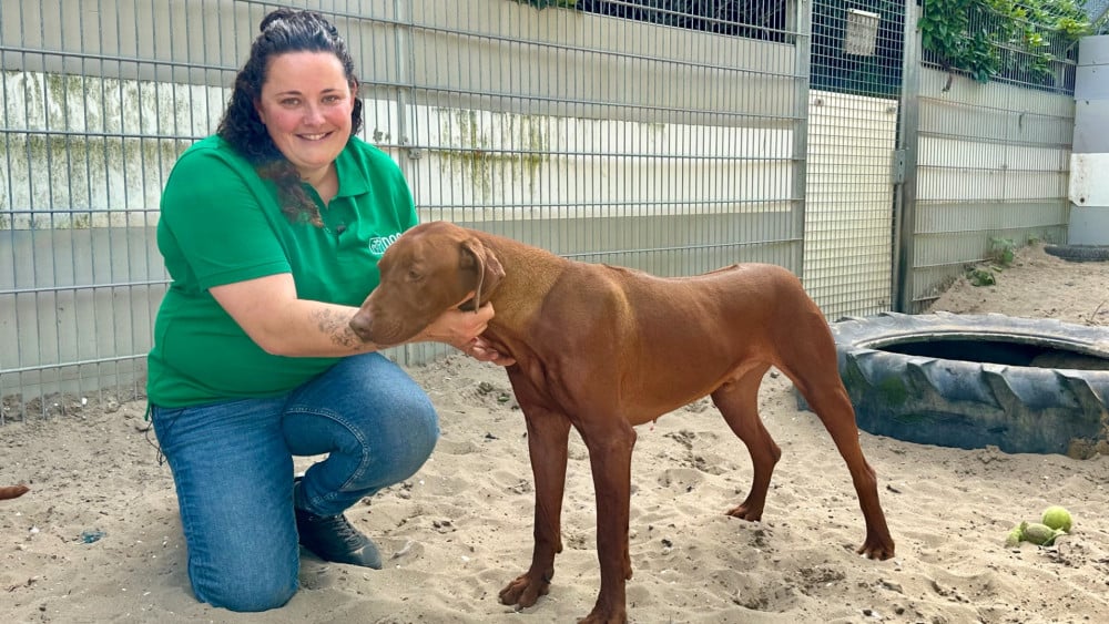 Animal shelter ready for heat: Dog popsicles, cooling mats and early walks