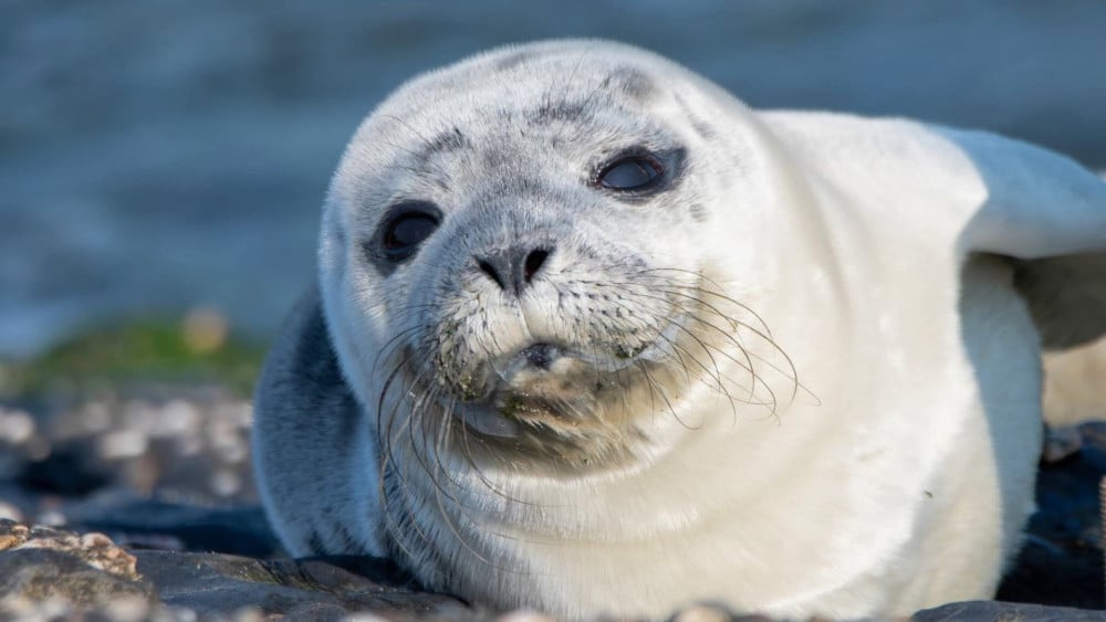 Pasgeboren zeehondje verstoten door moeder na fotograferende wandelaars: "Puur onwetendheid"