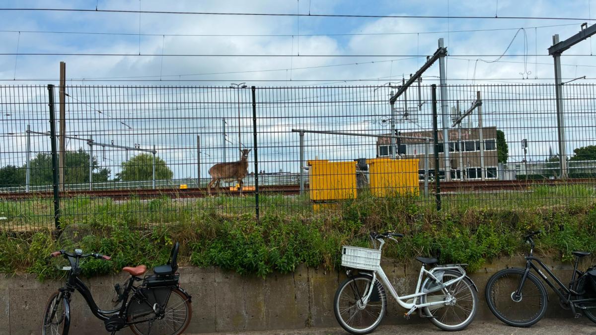 Politie rukt uit voor hert dat langs snelweg en spoor dwaalt