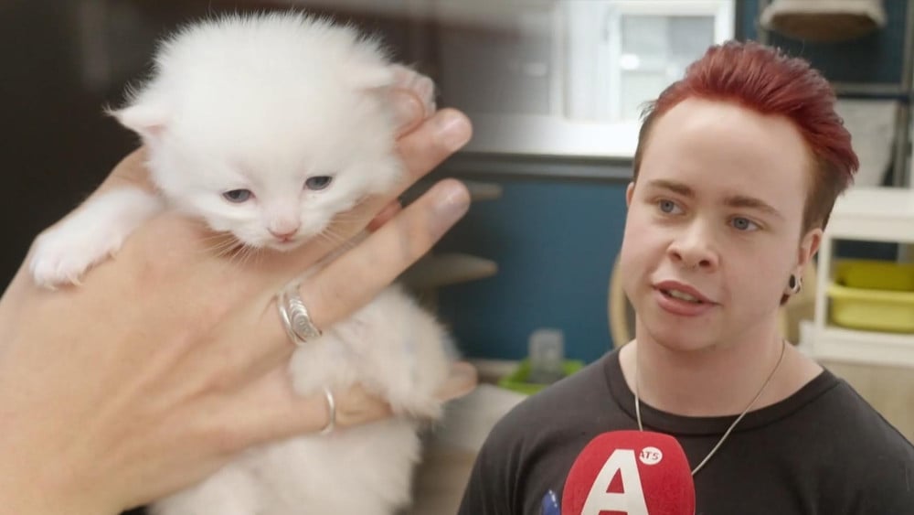 Stray cat shelters are overflowing: "It’s a losing battle"