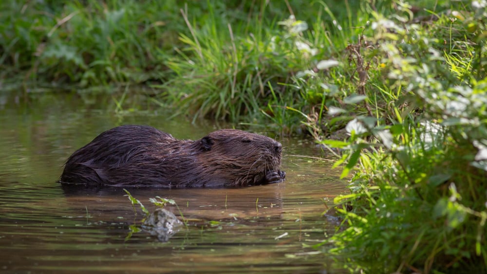 Bevers in Noord-Holland: zege voor biodiversiteit, maar gevaar voor dijken