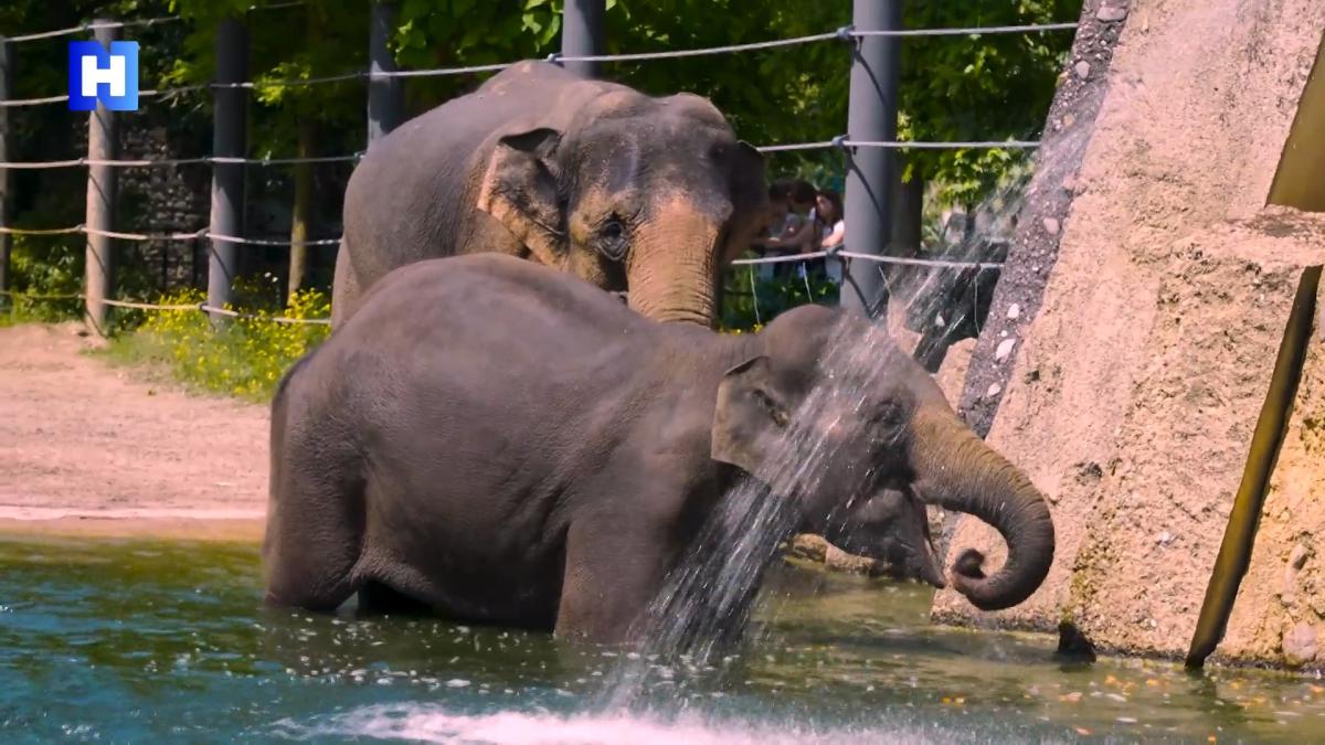 ?? Hitteblog: Dieren Artis zoeken de verkoeling op • Leimuiderbrug dicht voor scheepvaart