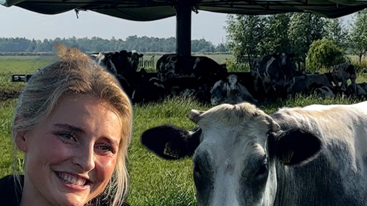 De koeienparasol van boer Cees staat weer in de wei