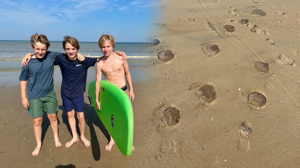 Kwallen overspoelen Zandvoort, net nu bezoekers verkoeling zoeken